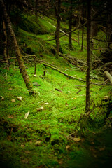 Green moss under pine trees