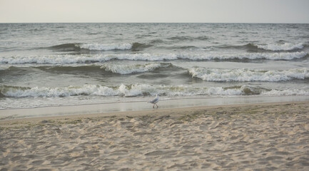 single sea gull on a beach