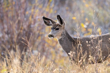 mule deer in  the woods