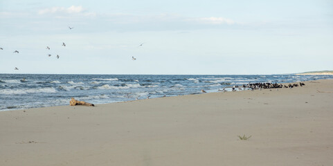 black cormorant and sea gulls on a beach