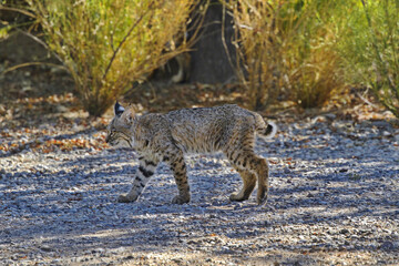 Naklejka na ściany i meble Wild bobcat strolls path at Sweetwater Wetlands