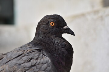 close up of a pigeon