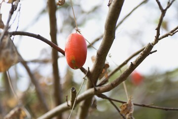 Japanese snake gourd / cucurbitaceae vine plant.
