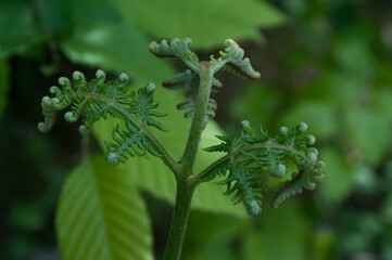 close up of egle fern, Pteridium aquilinum