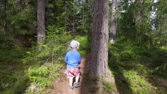 A small child with curly white hair walking in a forest in the Southern Finland, in the summer, on the end of July, with lots of pines, spruces, bracken and moss.