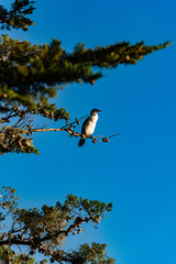 Cormorant sitting on a branch