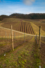 Fototapeta na wymiar empty vineyards with road in winter