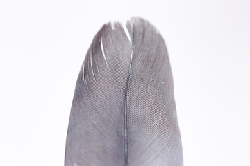 Top part of a single wood pigeon feather with great detail and texture. Macro closeup of a dove wing quill against a white background.