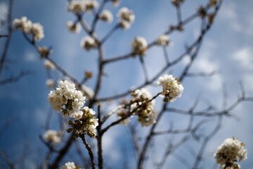 Close up of white cherry blossom flowers newly sprouted
