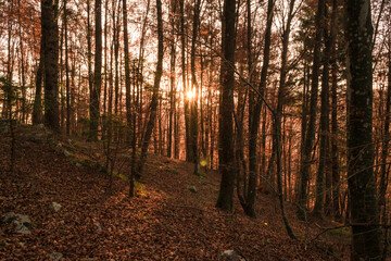 Il bosco ed il sole