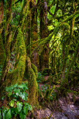 Fototapeta premium Close up of moss growing on tree branches.