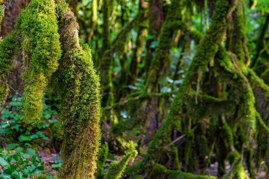 Close up of moss growing on tree branches.
