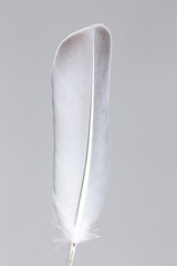 Sharply defined details of a single wood pigeon feather. Detail and texture of a dove wing quill against a gray background.