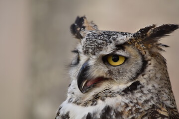 close up of an owl