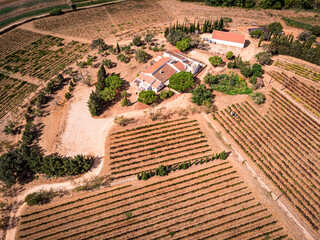 Aerial view of sun lit organic vineyards on a bright sunny day