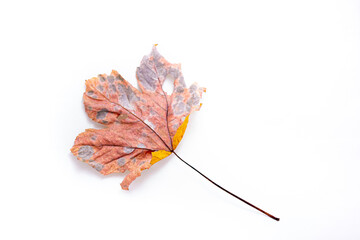 Full view of pinkish maple leaf. Autumn fall season concept against a white background.