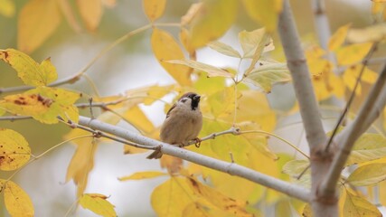 A sparrow sitting on the branch