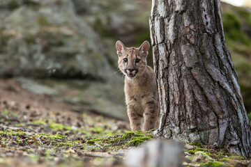 Puma blickt hinter einem Baumstamm hervor