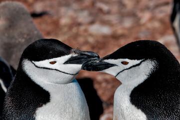 parka pingwinów