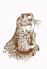 Vector squirrel, sepia background, graphical illustration