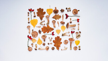 Beautiful seasonal autumn banner.Pattern of mushrooms honey agaric, yellow birch and brown oak leaves, acorns and red rose hips on white background, top view, flat lay. Vegetarian food.Copy space