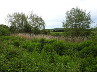 Fototapeta na wymiar View of green pastures and tree