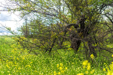 Sunny spring flowering forest and meadow	