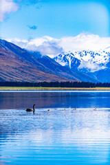 Fototapeta na wymiar Birds swimming on a mountain lake in New Zealand