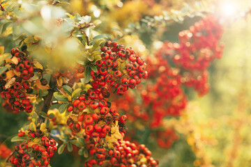 Close Up Beautiful Red Seabuckthorn in sunlight during harvest season.