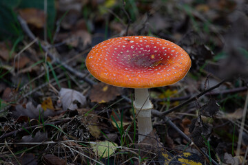 Fliegenpilze im Herbst auf Waldboden