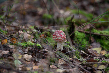 Fliegenpilze im Herbst auf Waldboden