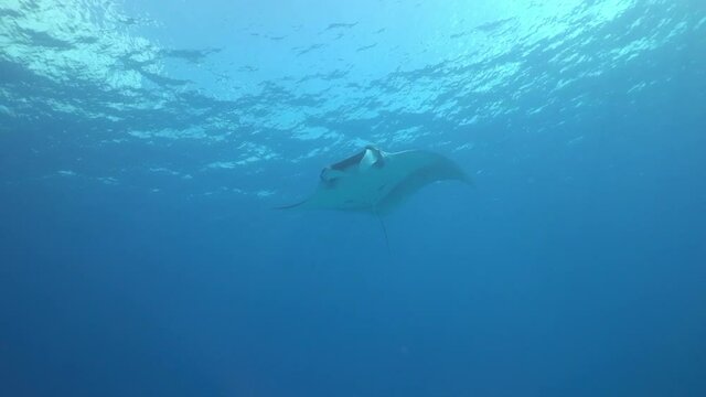 Giant Black Oceanic Manta floating on a background of blue water in search of plankton. Underwater scuba diving in Indonesia.