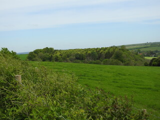 Fototapeta na wymiar View of the trees and fields
