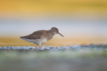 Bird photographed in Ireland. Saltee Island, Co Wexford