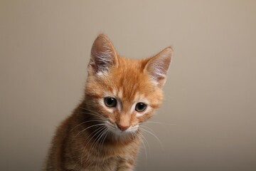 Beautiful orange cat in front of a background