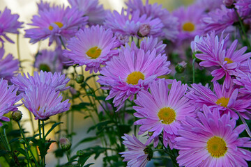 violet chrysanthemums in a garden against the sky