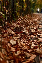 autumn leaves on the side of walkway in november
