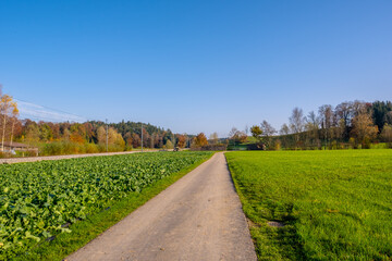 natural road with autumn landscape