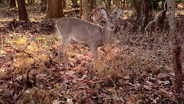 wild young whitetail deer in forest in autumn