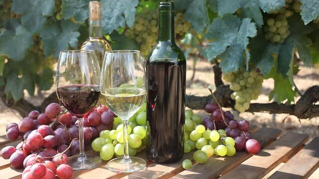 Closeup of bunches of ripe white grape on wooden table on background with green vineyard. Selective focus