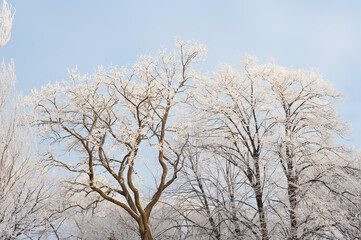 Branches of trees in the park, covered with frost.