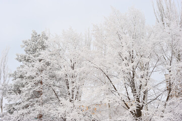 Branches of trees in the park, covered with frost.
