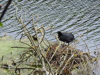 A view of the common coot on the lake