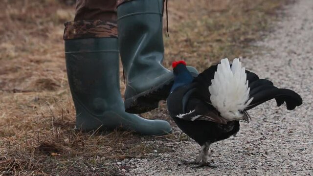 Crazy Black grouse, Lyrurus tetrix attacking a human in Estonia, Northern Europe. 