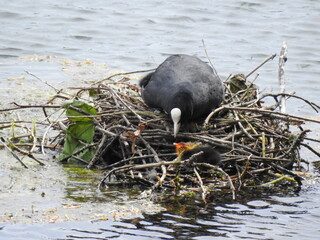 Mother coot feeds the young in the nest