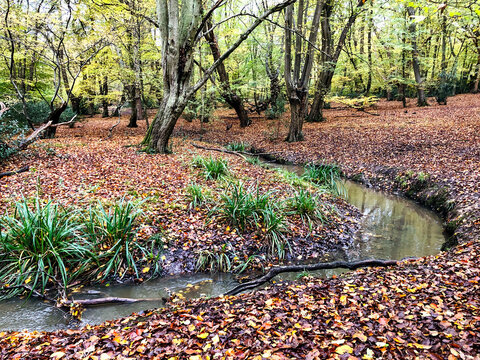 Autumn view with brook in Epping forest , Chingford London