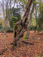 Autumn view of twisted old tree in Epping forest , Chingford London