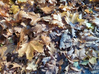 Autumn leaves close up modern background high quality modern prints