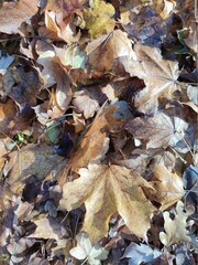 Autumn leaves close up modern background high quality modern prints
