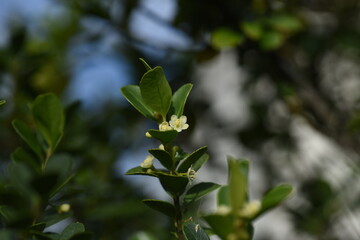 Japanese holly (Ilex crenata) flowers / Aquifoliaceae evergreen shrub.